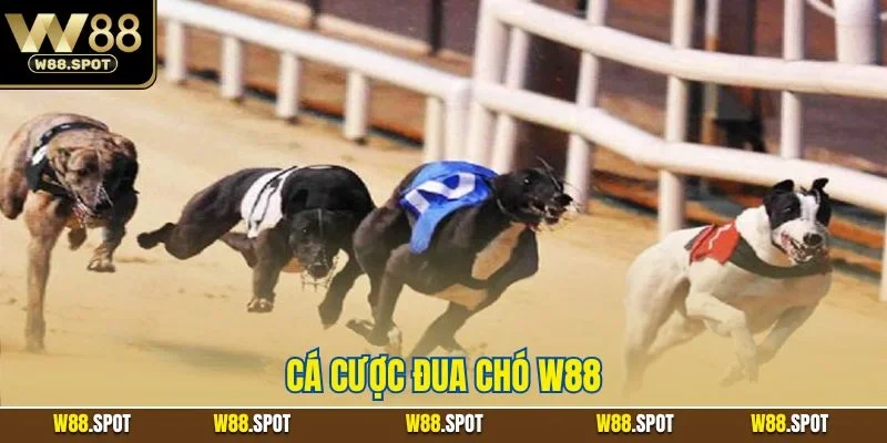 Cá cược đua chó W88