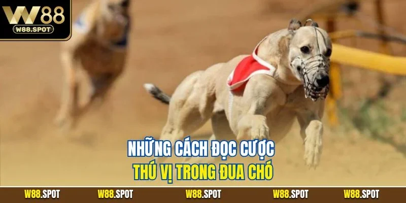 Những cách đọc cược thú vị trong đua chó